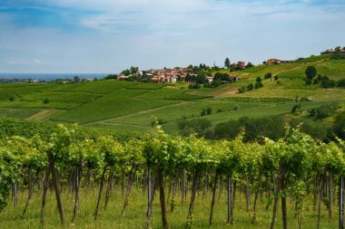 Oltrepo Pavese tepeleri, Pavia ili, Lombardy, İtalya, baharda. Üzüm bağları