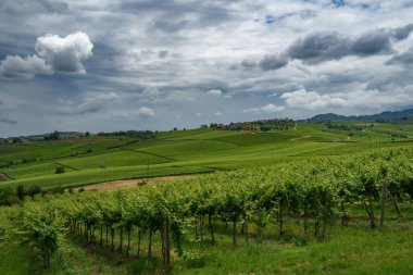 Oltrepo Pavese tepeleri, Pavia ili, Lombardy, İtalya, baharda. Üzüm bağları