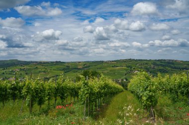 Oltrepo Pavese tepeleri, Pavia ili, Lombardy, İtalya, baharda. Üzüm bağları