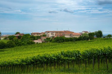 Oltrepo Pavese tepeleri, Pavia ili, Lombardy, İtalya, baharda. Üzüm bağları