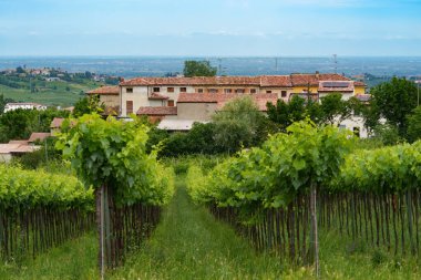 Oltrepo Pavese tepeleri, Pavia ili, Lombardy, İtalya, baharda. Üzüm bağları
