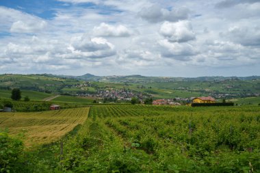 Oltrepo Pavese tepeleri, Pavia ili, Lombardy, İtalya, baharda. Üzüm bağları