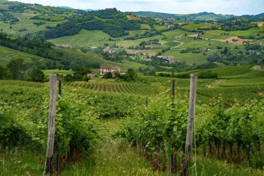 Oltrepo Pavese tepeleri, Pavia ili, Lombardy, İtalya, baharda. Üzüm bağları