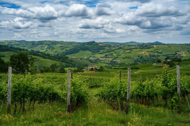 Oltrepo Pavese tepeleri, Pavia ili, Lombardy, İtalya, baharda. Üzüm bağları