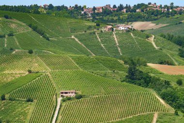 Oltrepo Pavese tepeleri, Pavia ili, Lombardy, İtalya, baharda. Üzüm bağları