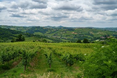 Oltrepo Pavese tepeleri, Pavia ili, Lombardy, İtalya, baharda. Üzüm bağları