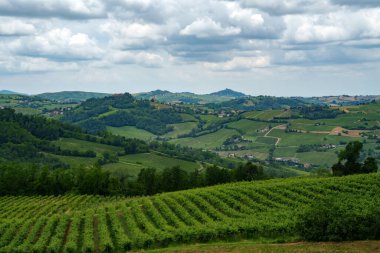 Oltrepo Pavese tepeleri, Pavia ili, Lombardy, İtalya, baharda. Üzüm bağları