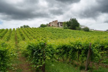 Oltrepo Pavese tepeleri, Pavia ili, Lombardy, İtalya, baharda. Üzüm bağları