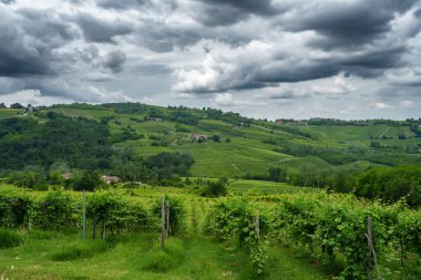 Oltrepo Pavese tepeleri, Pavia ili, Lombardy, İtalya, baharda. Üzüm bağları