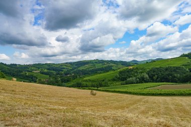 Oltrepo Pavese tepeleri, Pavia ili, Lombardy, İtalya, baharda. Üzüm bağları