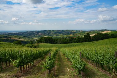 Oltrepo Pavese tepeleri, Pavia ili, Lombardy, İtalya, baharda. Üzüm bağları