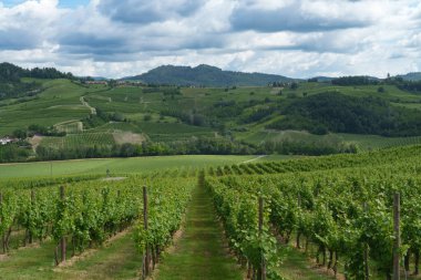 Oltrepo Pavese tepeleri, Pavia ili, Lombardy, İtalya, baharda. Üzüm bağları