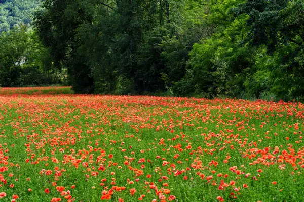 Field Poppies Oltrepo Pavese Pavia Province Lombardy Italy June — Stock Photo, Image
