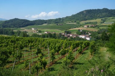 Haziran ayında İtalya 'nın Piedmont kentindeki Alessandria eyaletindeki Tortona tepelerinde kırsal alan