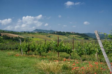 Haziran ayında İtalya 'nın Piedmont kentindeki Alessandria eyaletindeki Tortona tepelerinde kırsal alan