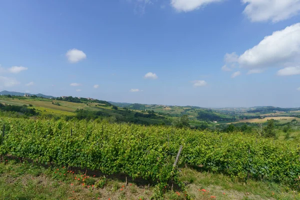 Krajobraz Wiejski Wzgórzach Tortona Prowincja Alessandria Piemont Włochy Czerwcu — Zdjęcie stockowe