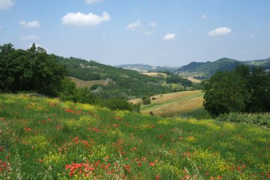Haziran ayında İtalya 'nın Piedmont kentindeki Alessandria eyaletindeki Tortona tepelerinde kırsal alan