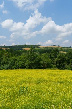 Haziran ayında İtalya 'nın Piedmont kentindeki Alessandria eyaletindeki Tortona tepelerinde kırsal alan