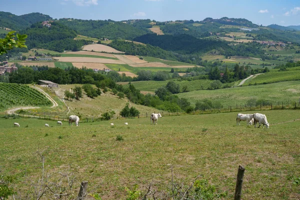 Paisaje Rural Las Colinas Tortona Provincia Alessandria Piamonte Italia Junio —  Fotos de Stock