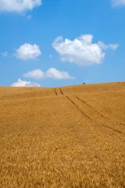 Haziran ayında İtalya 'nın Piedmont kentindeki Alessandria eyaletindeki Tortona tepelerinde kırsal alan