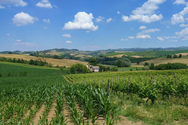 Paisaje Rural Las Colinas Tortona Provincia Alessandria Piamonte Italia Junio — Foto de Stock