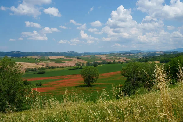 Paisagem Rural Nas Colinas Tortona Província Alessandria Piemonte Itália Junho — Fotografia de Stock