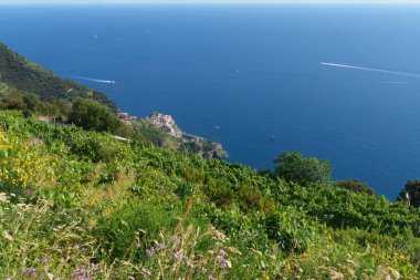 Cinqueterre Sahili (veya Cinque Terre), La Spezia ili, Liguria, İtalya, Unesco Dünya Mirası Bölgesi, Haziran ayında