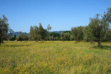 Castelnuovo Magra yakınlarındaki kırsal alan, La Spezia ili, Liguria, İtalya, yaz mevsiminde