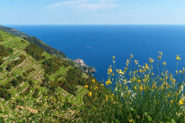 Cinqueterre Sahili (veya Cinque Terre), La Spezia ili, Liguria, İtalya, Unesco Dünya Mirası Bölgesi, Haziran ayında