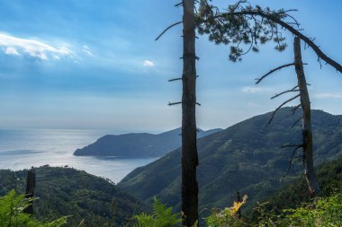 Cinqueterre Sahili (veya Cinque Terre), La Spezia ili, Liguria, İtalya, Unesco Dünya Mirası Bölgesi, Haziran ayında