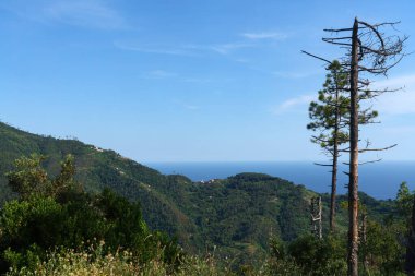 Cinqueterre Sahili (veya Cinque Terre), La Spezia ili, Liguria, İtalya, Unesco Dünya Mirası Bölgesi, Haziran ayında