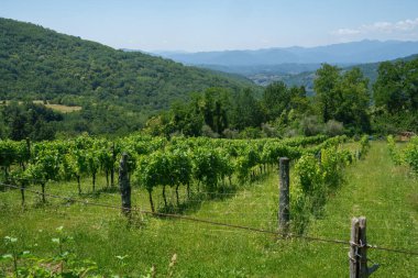 Yazın Fivizzano yakınlarındaki kırsal alan, Sahip Carrara ili, Toskana, İtalya