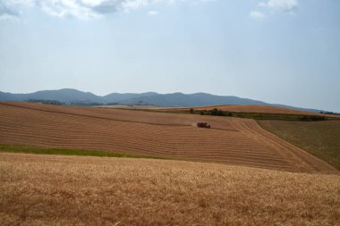 Yazın İtalya 'nın Toskana eyaletinde Orciano Pisano tepelerinde kırsal alan