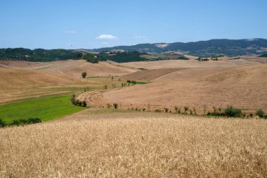Volterra yakınlarındaki kırsal alan, Pisa ili, Tuscany, İtalya, yaz aylarında.
