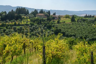 Volterra yakınlarındaki kırsal alan, Pisa ili, Tuscany, İtalya, yaz aylarında.