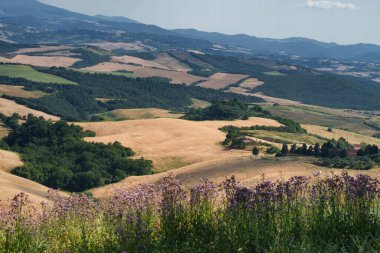 Volterra yakınlarındaki kırsal alan, Pisa ili, Tuscany, İtalya, yaz aylarında.