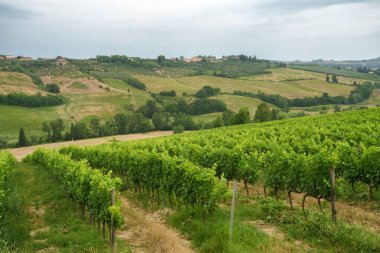 Poggibonsi yakınlarındaki Chianti üzüm bağları, Siena ili, Toskana, İtalya, yaz mevsiminde