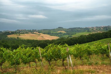 Poggibonsi yakınlarındaki Chianti üzüm bağları, Siena ili, Toskana, İtalya, yaz mevsiminde
