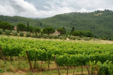 Montefioralle yakınlarındaki Chianti üzüm bağları, Firenze ili, Toskana, İtalya, yaz mevsiminde