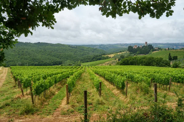 Vinodlingar Chianti Nära Montefioralle Firenze Provinsen Toscana Italien Sommaren Stockbild