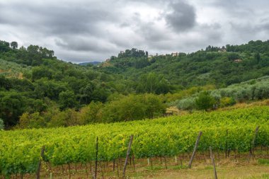 Yazın Cavriglia, Arezzo, Toskana, İtalya yakınlarındaki kırsal alan.