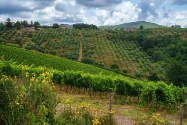 Yazın Gaiole, Siena, Tuscany, İtalya yakınlarındaki Chianti üzüm bağları