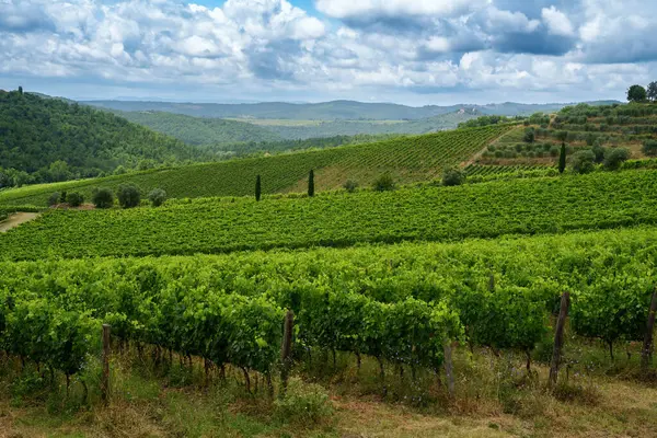 Viñedos Chianti Cerca Gaiole Provincia Siena Toscana Italia Verano — Foto de Stock