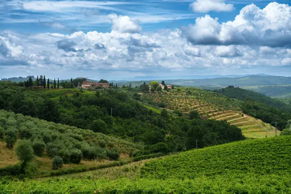 Виноградники Кьянти Рядом Гайоле Провинция Сиена Тоскана Италия Летом — стоковое фото