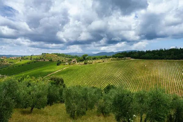 Yazın Gaiole Siena Tuscany Talya Yakınlarındaki Chianti Üzüm Bağları — Stok fotoğraf