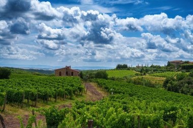 Castelnuovo Berardenga yakınlarındaki Chianti üzüm bağları, Siena, Tuscany, İtalya, yazın