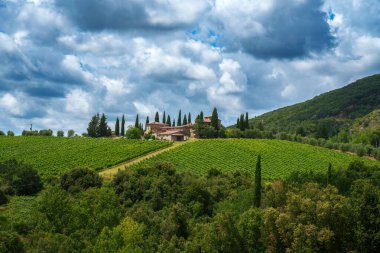 Castelnuovo Berardenga yakınlarındaki Chianti üzüm bağları, Siena, Tuscany, İtalya, yazın
