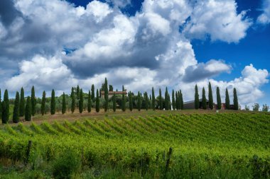 Castelnuovo Berardenga yakınlarındaki Chianti üzüm bağları, Siena, Tuscany, İtalya, yazın