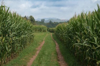 Eylül 'de Curone ve Montevecchia, Lecco, Brianza, Lombardy, İtalya' daki doğal parkın manzarası