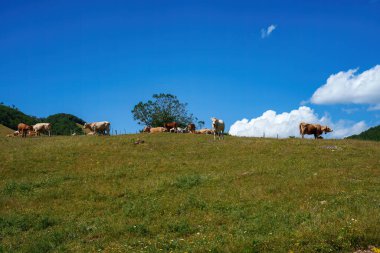 Yaz aylarında Abruzzo, İtalya 'nın L Aquila ilindeki İl Amiternina boyunca dağ manzarası